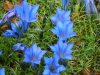 Show product details for Gentiana Elizabeth